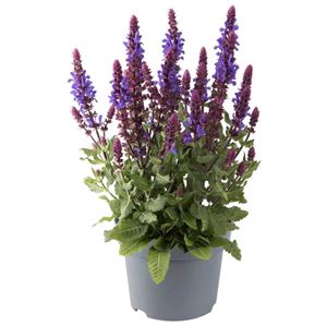 Bild von VP Salvia Nemerosa P19 Nem. Marvel dark blue
